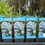 Nezábudka močiarna (Myosotis palustris) - kont. P9 